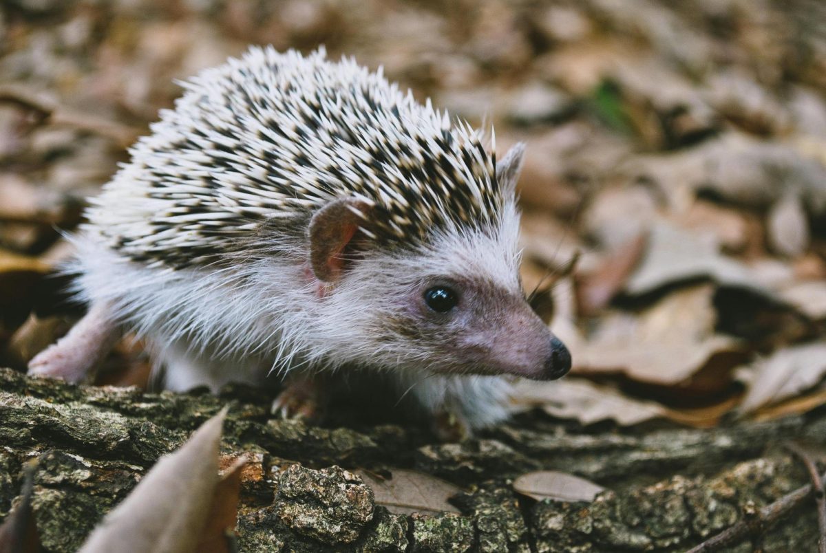 How to Draw a Cartoon Hedgehog