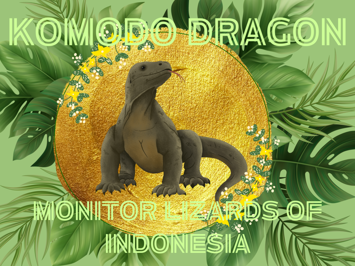 The Giant Monitors of Indonesia