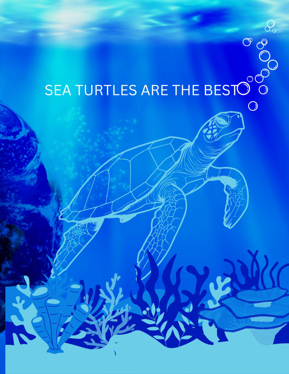 Sea Turtles are the Best!