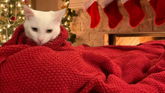 Why cats are not so far behind dogs